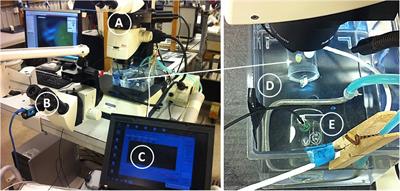 Contraction Dynamics and Respiration of Small Single-Osculum Explants of the Demosponge Halichondria panicea